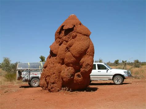 largest ant colony in the world